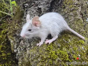 Degus zu vergeben!