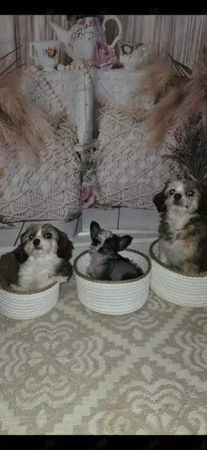 Zauberhafte Chinese Crested Welpen