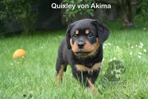 Rottweilerwelpen mit Ahnentafel