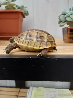 Maurische Landschilkröten  2024  Bild 3