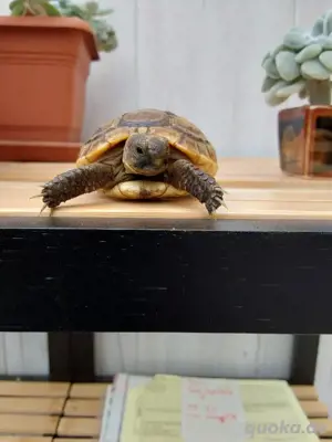 Maurische Landschilkröten  2024  Bild 2