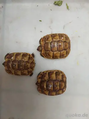 Maurische Landschilkröten  2024  Bild 1