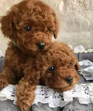 TOY MINI LUXURY pudel rot braun