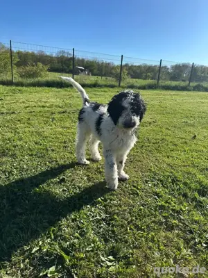 Goldendoodle-Welpen XXL suchen Traumhaus