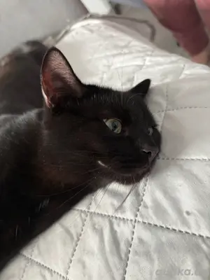 BKH Kitten schwarz