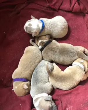 Zuckersüße American Bully Welpen 