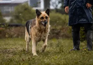 *CHIKU* ist freundlich, ruhig und sozial. 