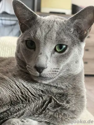 Deckkater 