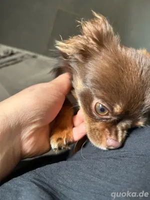 Mini-Chihuauha männlich