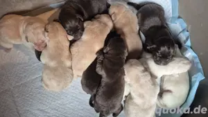 blonde und braune Labradorwelpen 