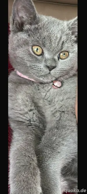 BKH Liebevolle junge Katze sucht neues zuhause