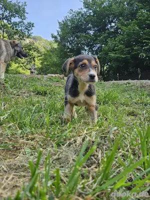 welpe zu adoptieren 
