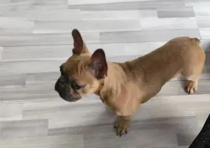 Französische Bulldogge Welpe 