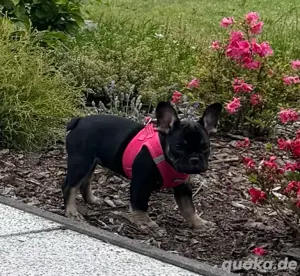 französische bulldog hündin 12 wochen 