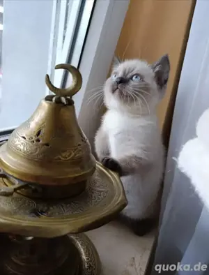 (Abgabebereit)2 Weibchen BKH, Siam Kätzchen, Kittens