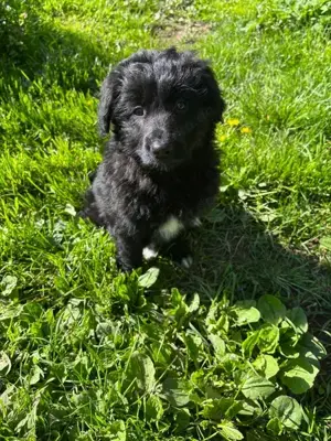 Altdeutsche Hütehund Welpen 