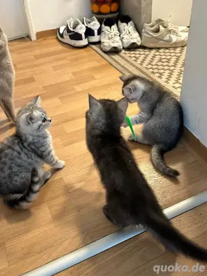  Britsch Kurzhaar Kitten in Liebevolle hände abzugeben  