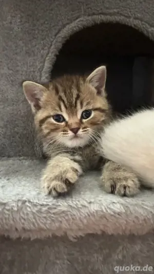 Bkh kitten Katter