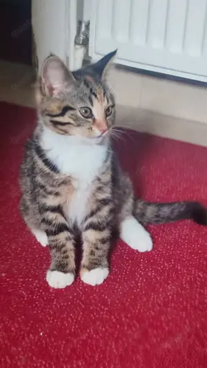 Britisch Kurzhaar Mix Katzen 