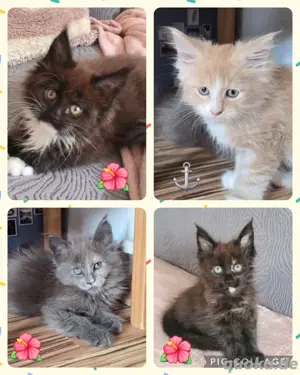 Maine Coon Kitten  Kätzchen 