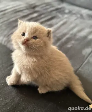 Bkh kitten  lilac Blue 