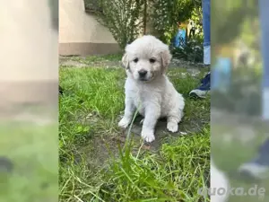 Goldendoodle-Welpen suchen ein liebevolles Zuhause
