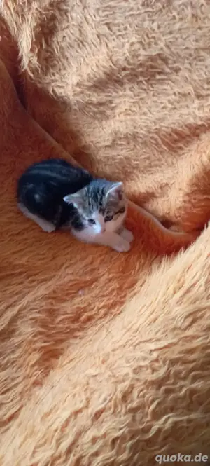 katzenbaby 