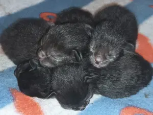 Katzenbabys zu verkaufen 