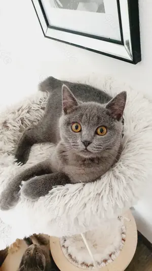 Bkh Kater blue kitten