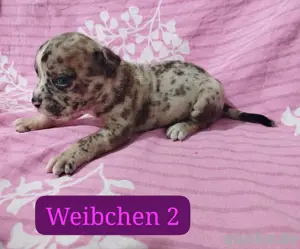 Reinrassige Old english Bulldog Welpen 