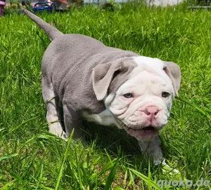 Bezaubernde *New English Bulldog* Welpen !!