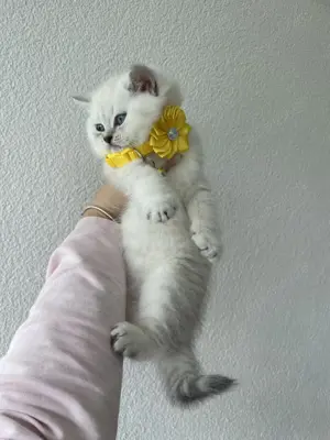 Reinrassige Bkh Kitten