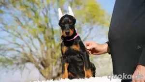 Dobermann Welpen zu verkaufen!