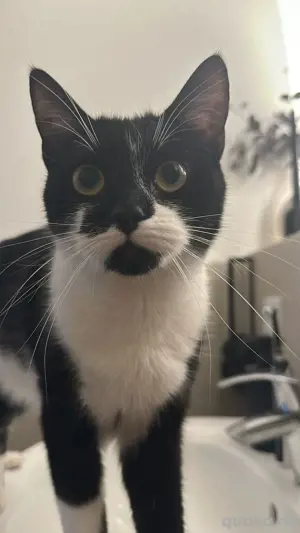 3 jahre alte katze zu verschenken 