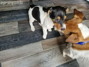 Jack russel terrier