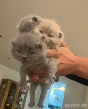 reinrassige bkh kitten zuverkuafen 