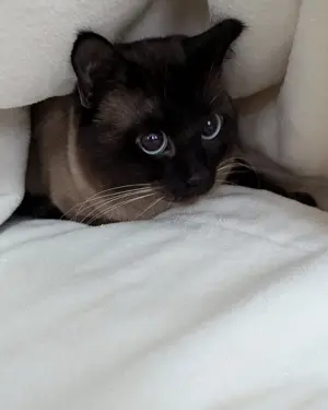 Siam Deckkater mit Erfahrung 