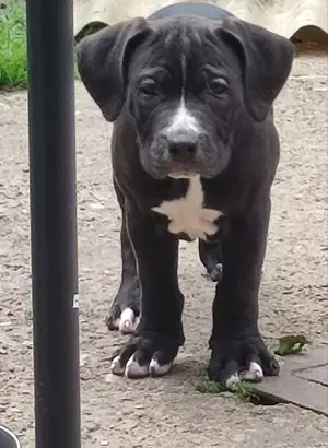 old english Bulldog Welpen 