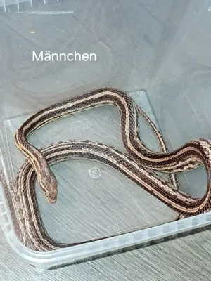 Kornnatter Männchen Adult abzugeben. 