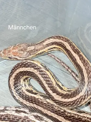 Kornnatter Männchen Adult abzugeben.  Bild 2