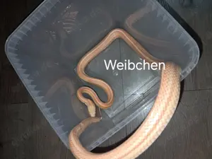 Kornnatter Männchen und Weibchen abzugeben. 