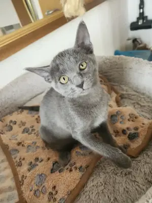 Katzen Mix zu verkaufen 