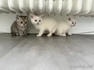    Reinrassige BKH-Kitten   abgabebereit ab dem 1 juli    