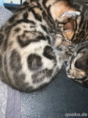 Reinrassiges Bengalkatzenbaby Kitten XL Rosetten