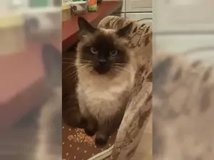 Deckkater Siam Balinese 5 - jährige reinrassig langhaarige Schoko Point