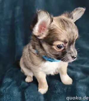 Chihuahua Welpen Langhaar Rüde und Hündin 