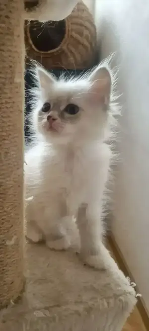 Neva Masquarde kitten