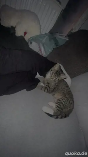 baby Katzen 