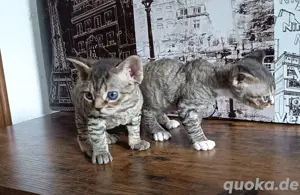 Devon Rex Kitten suchen dich :) Devon Rex Babys abgabebereit