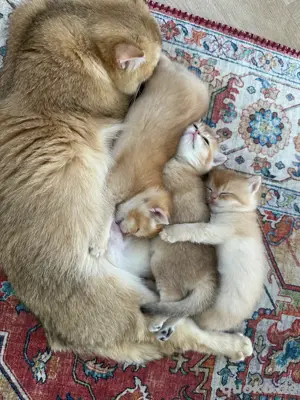 BKH britisch kurzhaar kitten